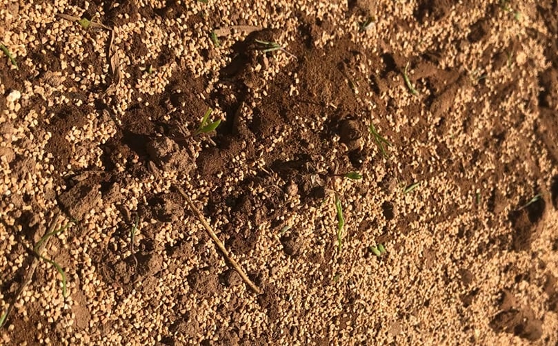 Crushed walnuts, corncobs and baking soda are among the materials blasted to kill the weeds. (Courtesy: CBC) Crushed walnuts, corncobs and baking soda are among the materials blasted to kill the weeds. (Courtesy: CBC)