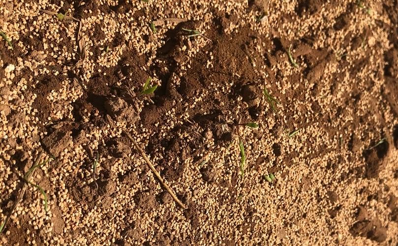 Crushed walnuts, corncobs and baking soda are among the materials blasted to kill the weeds. (Courtesy: CBC)