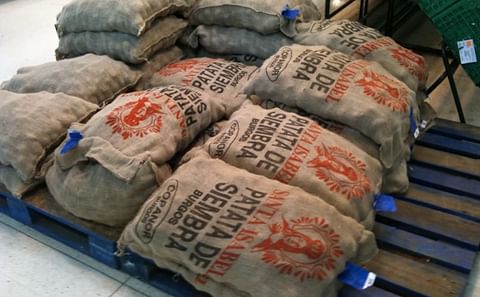 Sacos de 25kg de patatas de siembra de la cooperativa de patata de Siembra Santa Isabel.