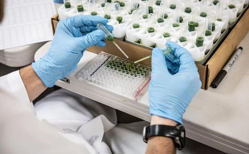 Santo Mallon, Montana State University student, fills an ELISA plate on July 14, 2022 at MSU's potato lab. Ridley Hudson/Chronicle Santo Mallon, Montana State University student, fills an ELISA plate on July 14, 2022 at MSU's potato lab. Ridley Hudson/Chronicle