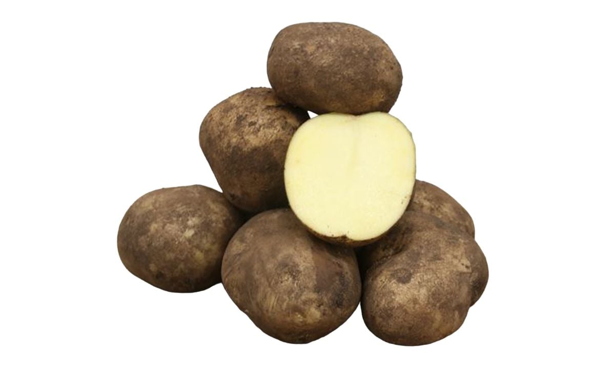 SAPRODI SAPRODI
