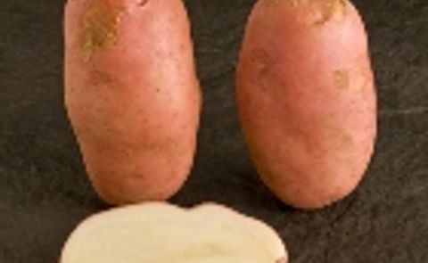 Genetisch gemodificeerde aardappelen bestand tegen phytophthora Genetisch gemodificeerde aardappelen bestand tegen phytophthora