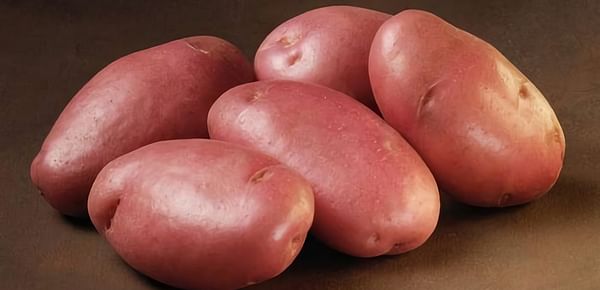Late blight resistant potato variety Sarpo Mira gaining popularity in Bangladesh 