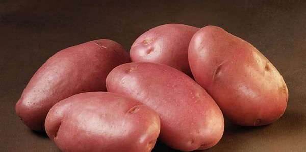 Late blight resistant potato variety Sarpo Mira gaining popularity in Bangladesh 