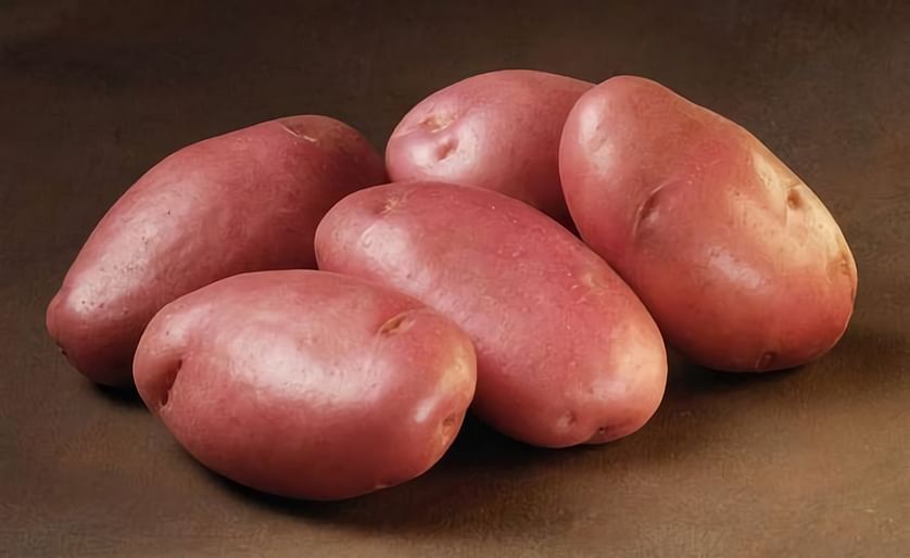 The potato variety Sarpo Mira is highly resistant to late blight. Originally bred in Hungary, the Danish potato company Danespo has introduced the variety to Bangladesh in 2011.
Sarpo Mira is currently offered in Bangladesh by Giant Agro Processing Ltd (
