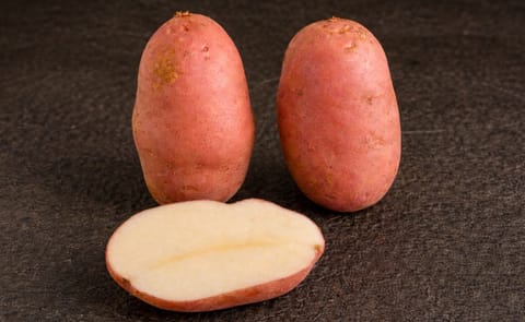 Genetisch gemodificeerde aardappelen bestand tegen phytophthora Genetisch gemodificeerde aardappelen bestand tegen phytophthora