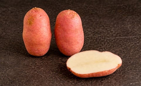 'Sarpo Mira' potato variety 'plant of the week' in The Guardian 'Sarpo Mira' potato variety 'plant of the week' in The Guardian