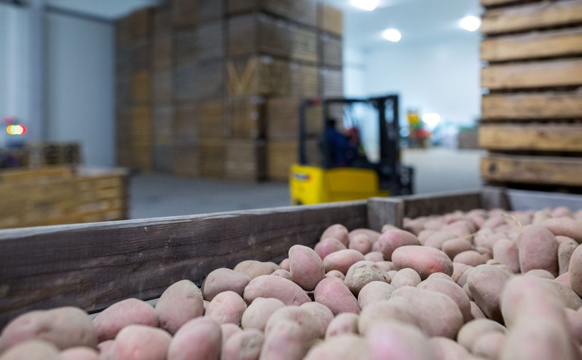 Save energy costs in potato storage with a CO2 extractor Save energy costs in potato storage with a CO2 extractor