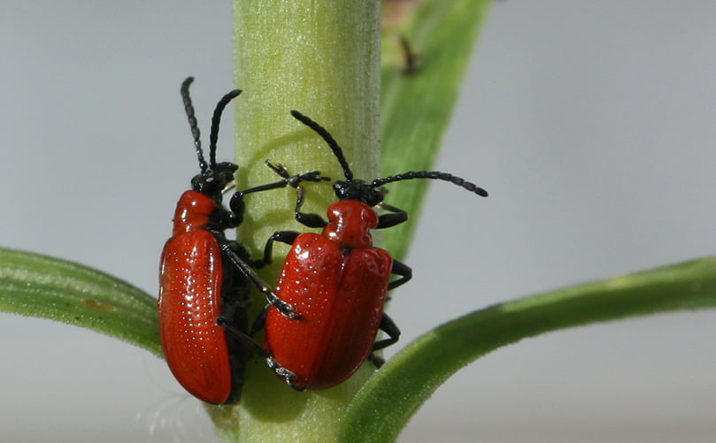 Global Distribution and Diversity of Leaf Beetles (Chrysomelidae) Global Distribution and Diversity of Leaf Beetles (Chrysomelidae)