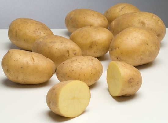 Schaap Holland Potato Variety Amora Schaap Holland Potato Variety Amora