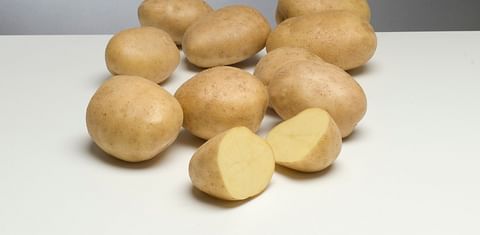 Potato company Schaap Holland acquires stake in Breeders Trust