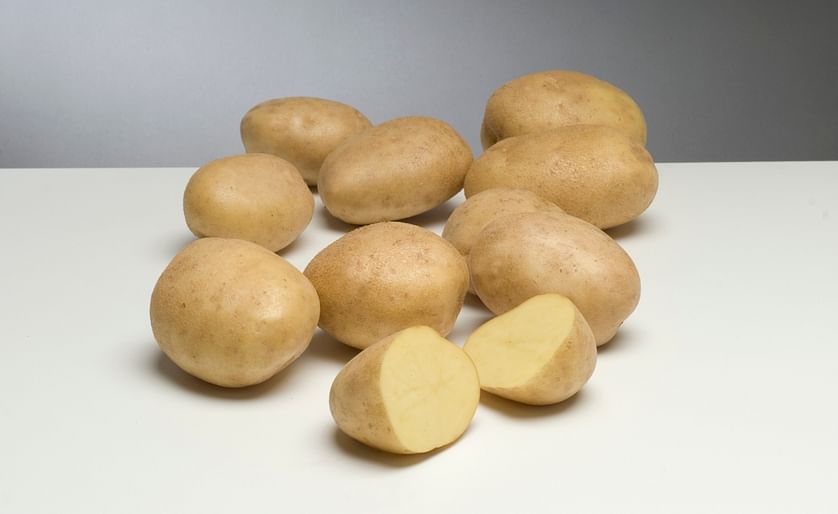 The potato variety Maritiema - a variety suitable for the production of french fries - is one of the varieties bred by Schaap Holland and its associated breeders.