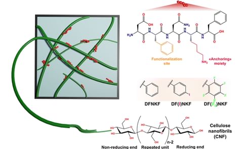 Schematic illustration of the hybrid network based on CNF and DFNKF, highlighting the residues exploited for functionalization and interaction with CNF. The halogenated derivatives, DF(I)NKF and DF(F5)NKF, were obtained substituting the Phe in the second position with the corresponding halogenated amino acids. Schematic illustration of the hybrid network based on CNF and DFNKF, highlighting the residues exploited for functionalization and interaction with CNF. The halogenated derivatives, DF(I)NKF and DF(F5)NKF, were obtained substituting the Phe in the second position with the corresponding halogenated amino acids.