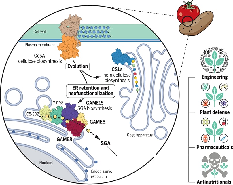 Evolutionary rewiring of GAME15 anchors SGA biosynthesis to the ER for enhanced plant defense Evolutionary rewiring of GAME15 anchors SGA biosynthesis to the ER for enhanced plant defense