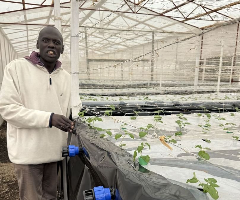 Researcher tending to young potato seedlings in a controlled environment to ensure disease resistance and strong growth