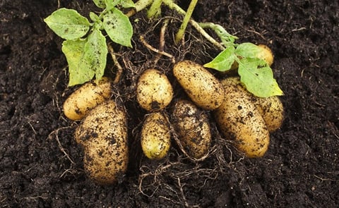 The Scottish Government has said the seed potato industry is facing disaster through the Brexit deal as they can no longer be exported to the EU or Northern Ireland The Scottish Government has said the seed potato industry is facing disaster through the Brexit deal as they can no longer be exported to the EU or Northern Ireland