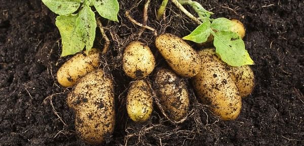 Brexit: Scottish minister pledges to fight for seed potato exporters