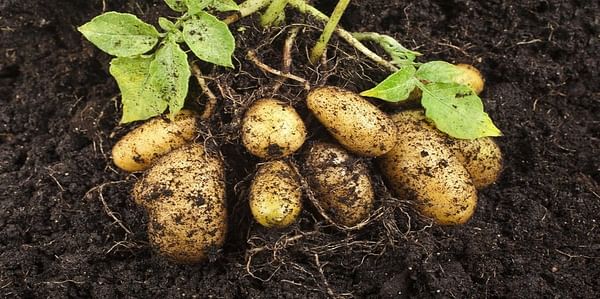 Brexit: Scottish minister pledges to fight for seed potato exporters