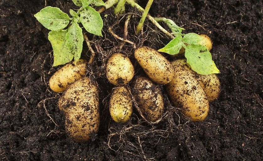 The Scottish Government has said the seed potato industry is facing disaster through the Brexit deal as they can no longer be exported to the EU or Northern Ireland