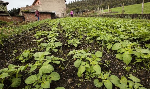 Se levanta el veto a la plantación de patata en la práctica totalidad de Asturias