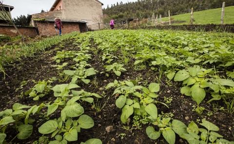 Se levanta el veto a la plantación de patata en la práctica totalidad de Asturias Se levanta el veto a la plantación de patata en la práctica totalidad de Asturias