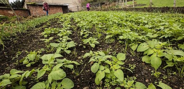 Se levanta el veto a la plantación de patata en la práctica totalidad de Asturias