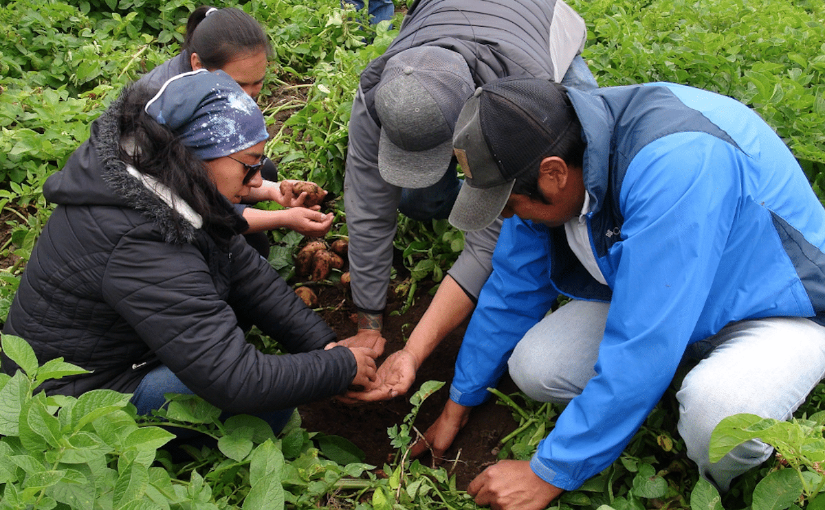 Los agricultores viven ahora de otros cultivos debido a las pérdidas provocadas por la paratrioza.