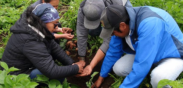 Ecuador: Se reduce la producción de papa en Tungurahua.