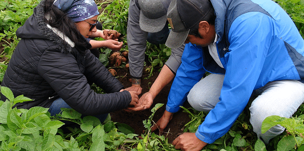 Ecuador: Se reduce la producción de papa en Tungurahua.