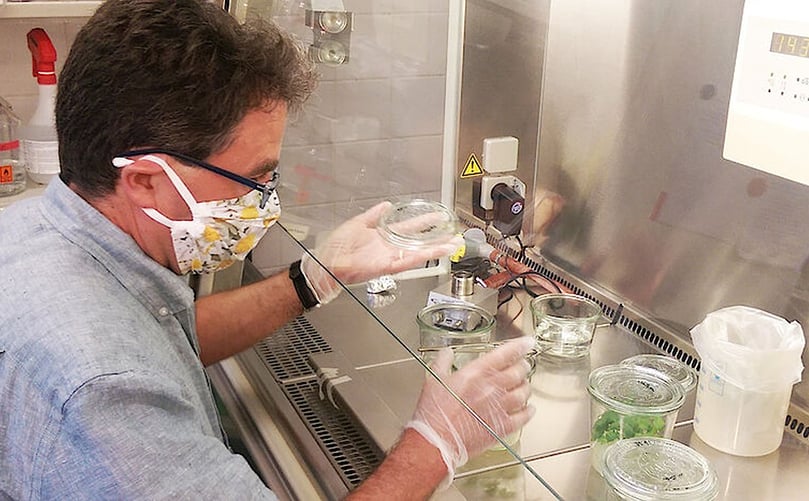 El proyecto ADAPT está liderado por el Dr. Markus Teige de la Facultad de Ciencias de la Vida de la Universidad de Viena, quien explica que la papa proviene de áreas con un clima fresco y, por lo tanto, es particularmente sensible al calor.