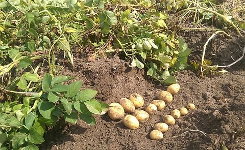 The potato is used to cooler climate and vulnerabe to environmental stresses; particularly to combinations of heat and drought. (Courtesy: Dr. Markus Teige)
The potato is used to cooler climate and vulnerabe to environmental stresses; particularly to combinations of heat and drought. (Courtesy: Dr. Markus Teige)
