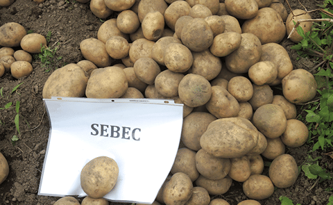 Sebec Sebec