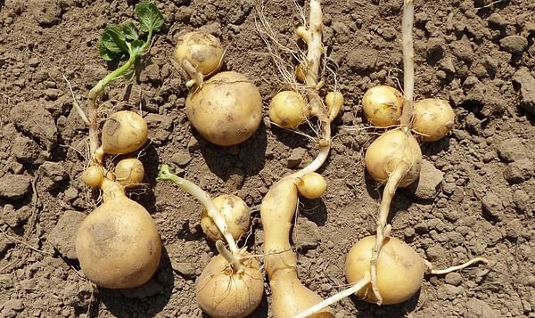Potato growers propose pan-European approach to resolve contract issues with processors due to extreme weather