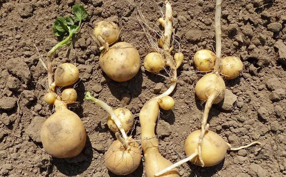 Potato growers propose pan-European approach to resolve contract issues with processors due to extreme weather