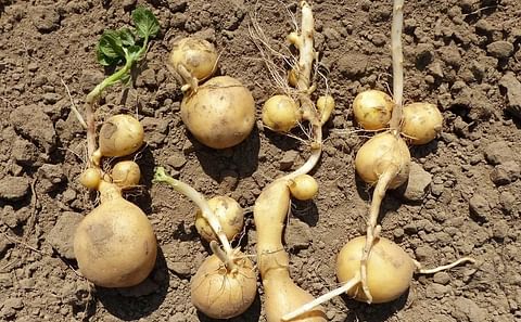 Not only will the potato production in North-Western Europe be much lower than average, quality issues will also be a main challenge. Shown in the picture above: secondary growth / heat sprouts (Courtesy: Eurgenia Banks)