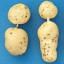 glassy potatoes / secondary growth