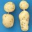 glassy potatoes / secondary growth