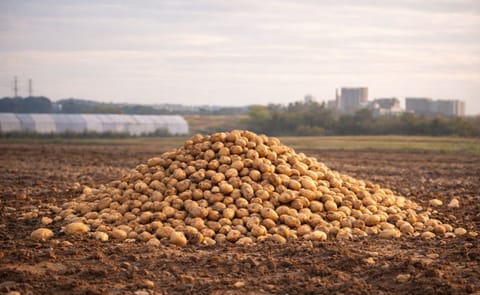 El sector español de la patata reduce superficie y semilla para reequilibrar el mercado tras los excedentes de 2025 El sector español de la patata reduce superficie y semilla para reequilibrar el mercado tras los excedentes de 2025