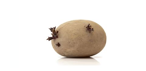  Seed potato