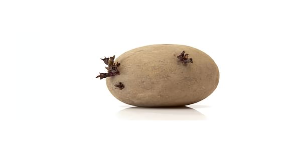  Seed potato