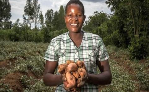 A proud farmer with harvested potato.
A proud farmer with harvested potato.