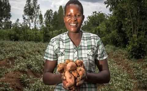 A proud farmer with harvested potato.
