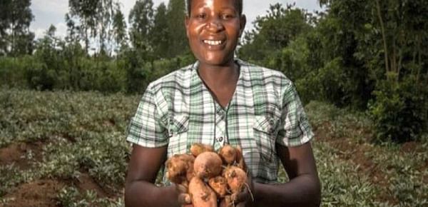 Working together on sustainable potato production in Kenya