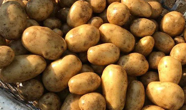 Minister tells Thomson Seed Potato Exports to Northern Ireland to resume in autumn