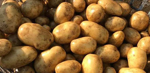 Minister tells Thomson Seed Potato Exports to Northern Ireland to resume in autumn