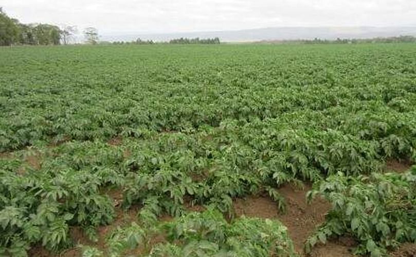 Seed potato production in Central Kenya