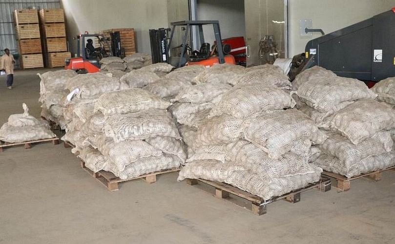 Seed potatoes waiting for transport to farmers