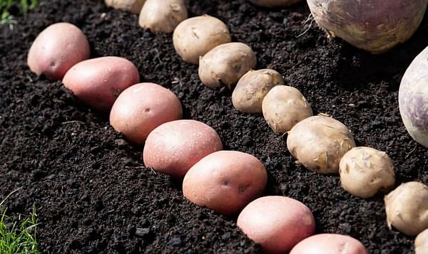 Seed potato body to rise from ashes of AHDB