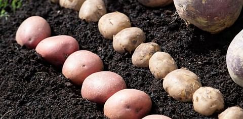 Seed Potato Testing