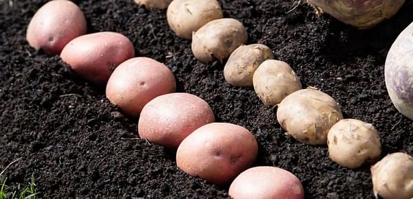 Seed Potato Testing
